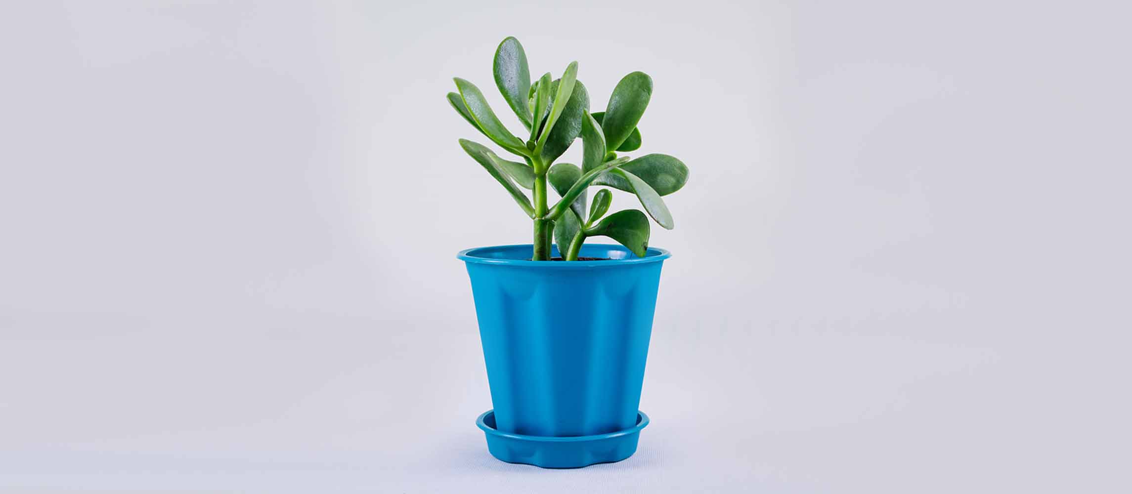 The Jade Plant (Crassula Ovata)