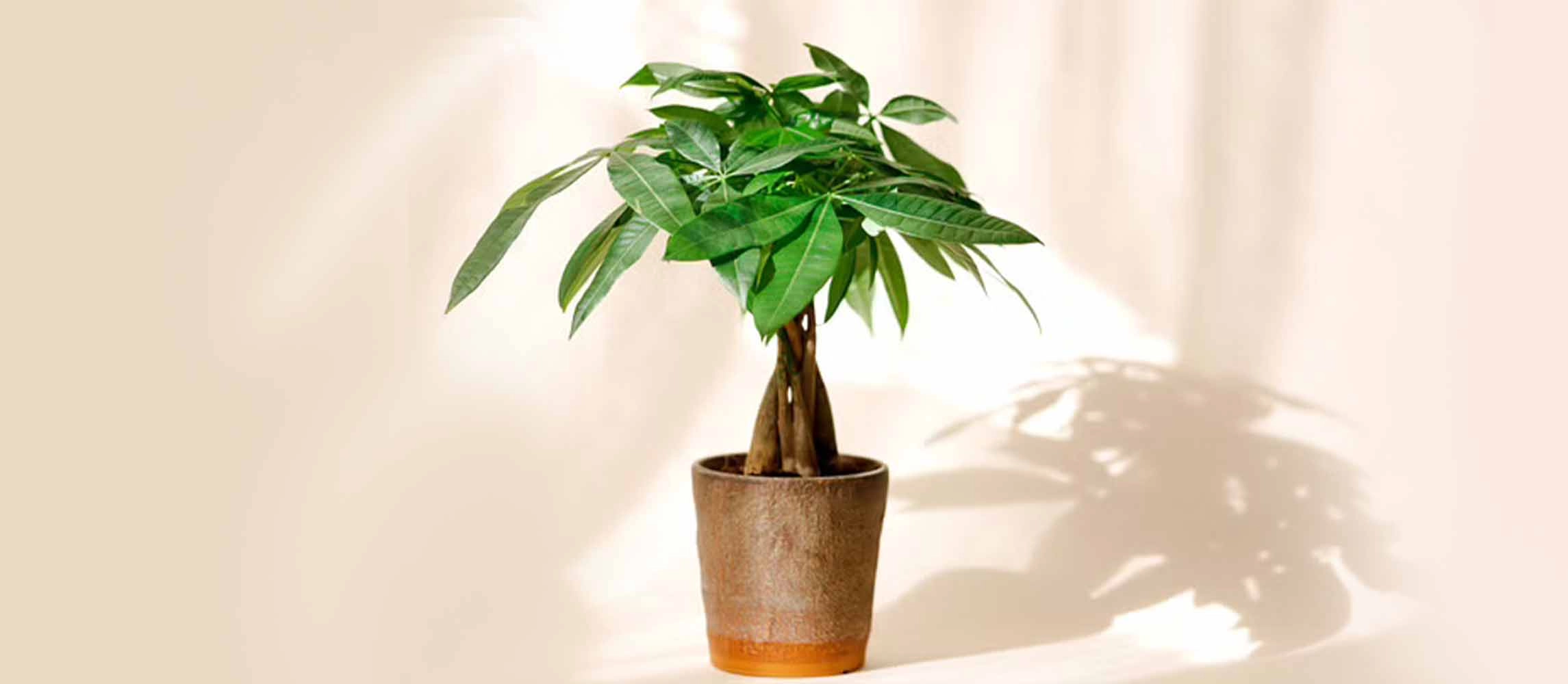 The Money Tree (Pachira Aquatica)