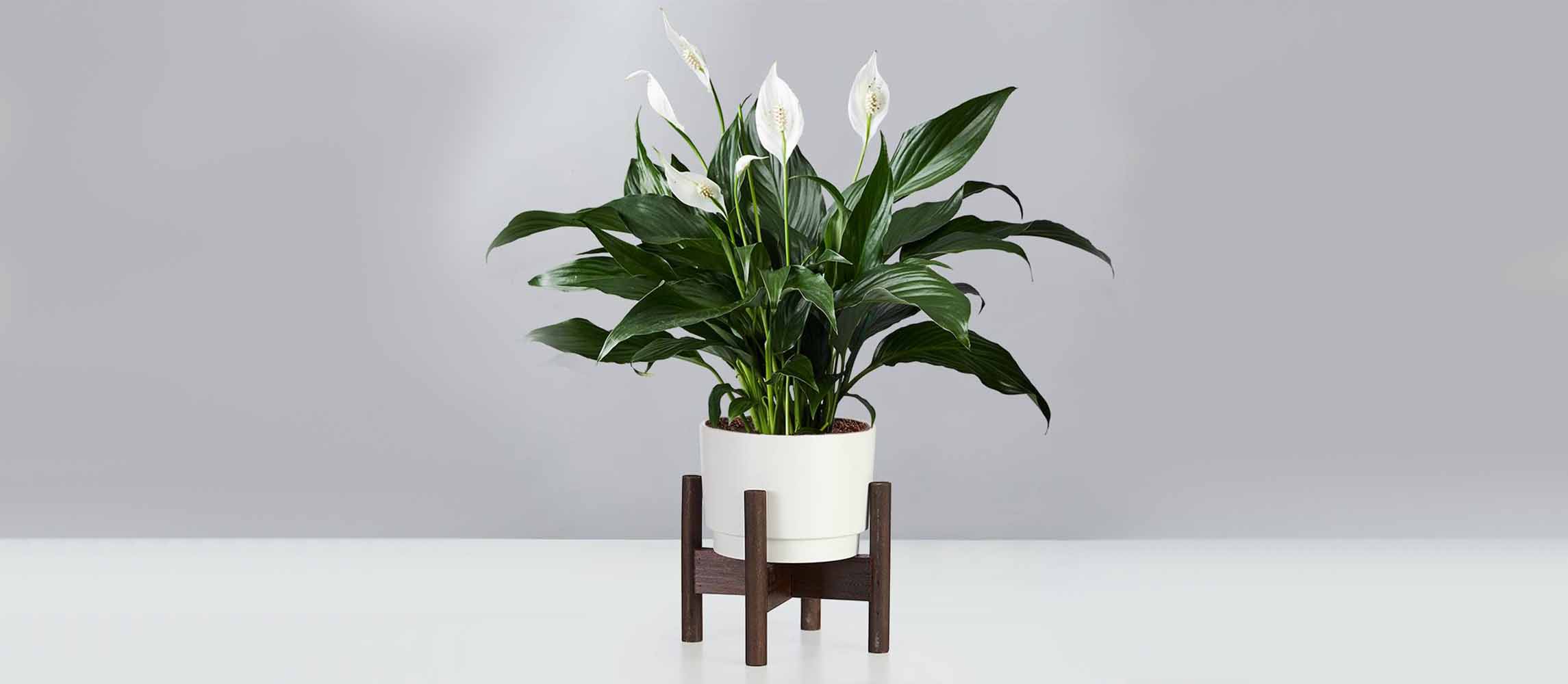 The Peace Lily (Spathiphyllum)