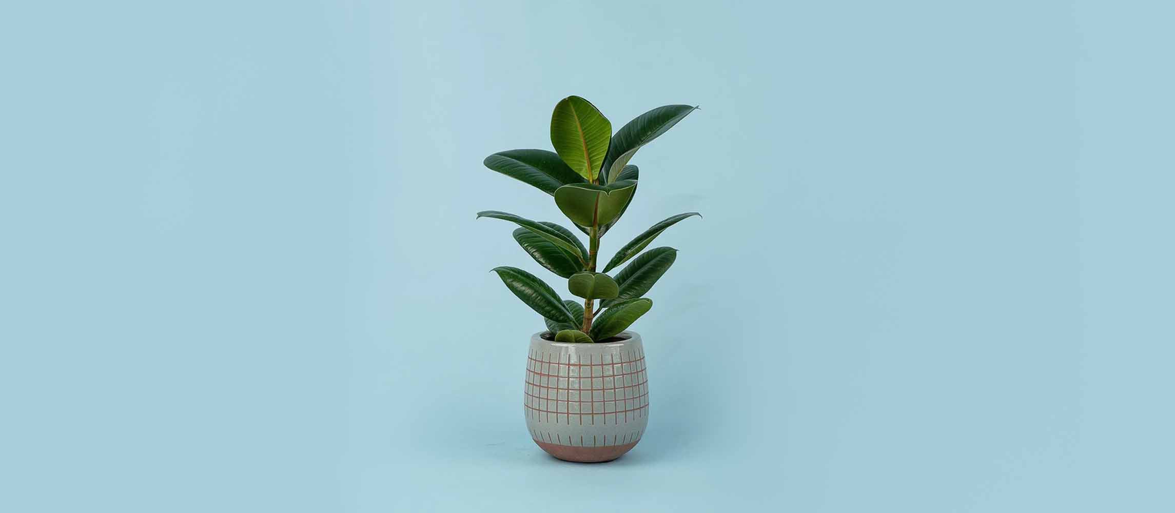 The Rubber Plant (Ficus Elastica)