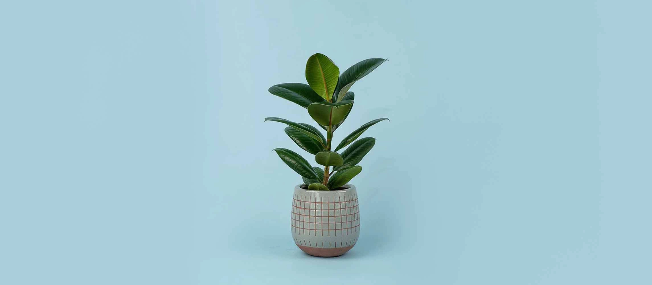 The Rubber Plant (Ficus Elastica)