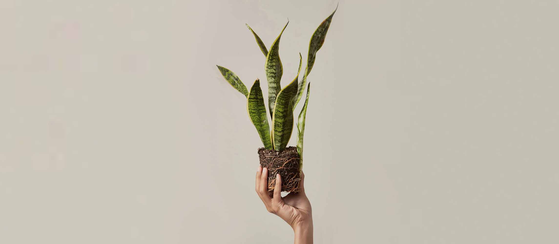 The Snake Plant (Sanseveria Laurentii)